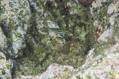 Thalassoma