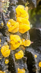 Dacrymycetaceae