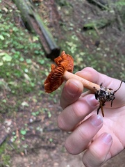 Cortinarius smithii