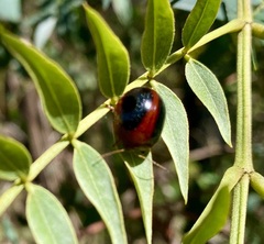 Dicranosterna immaculata