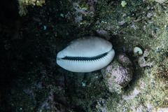 Lyncina vitellus