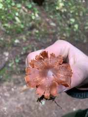 Cortinarius smithii