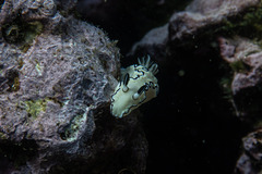 Doriprismatica atromarginata