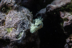 Doriprismatica atromarginata