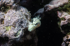 Doriprismatica atromarginata