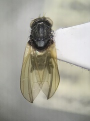 Lauxanioidea