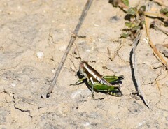Paraidemona