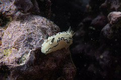 Doriprismatica atromarginata