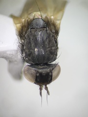 Lauxanioidea
