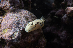 Doriprismatica atromarginata