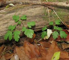 Osmorhiza longistylis