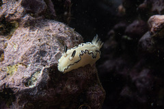 Doriprismatica atromarginata