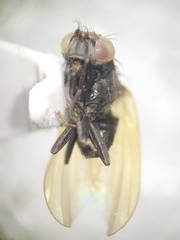 Lauxanioidea