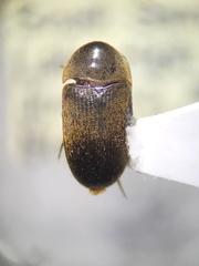 Eustrophus tomentosus