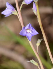 Veronica perfoliata