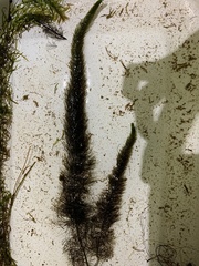 Myriophyllum sibiricum