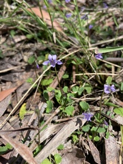 Viola silicestris