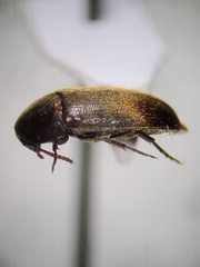 Eustrophus tomentosus