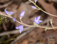 Veronica perfoliata