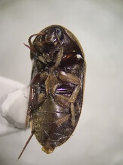 Eustrophus tomentosus