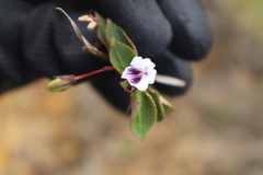 Viola stipularis