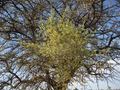 Erianthemum ngamicum image