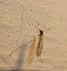 Trichocera