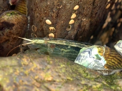 Atyopsis spinipes