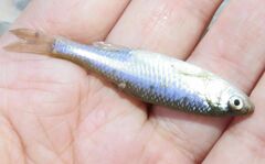 Cyprinella lutrensis