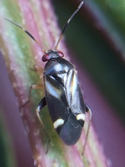 Ausejanus albisignatus