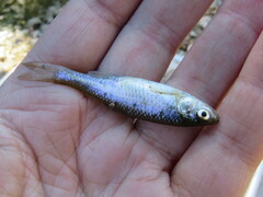 Cyprinella lutrensis