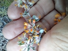 Acmispon argophyllus argophyllus