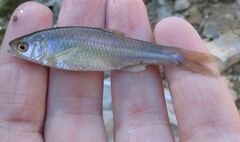 Cyprinella lutrensis