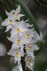 Oncidium alexandrae