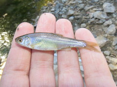 Cyprinella lutrensis