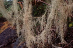 Usnea longissima