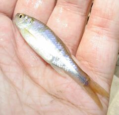 Cyprinella lutrensis