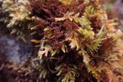 Scytinium palmatum
