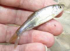 Cyprinella lutrensis