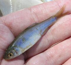 Cyprinella lutrensis