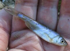 Cyprinella lutrensis