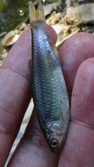 Cyprinella lutrensis