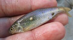 Cyprinella lutrensis