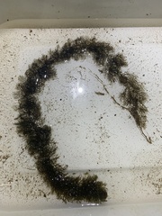 Myriophyllum sibiricum