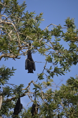 Pteropus alecto