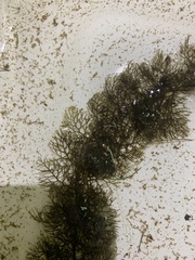 Myriophyllum sibiricum