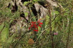 Lamourouxia multifida