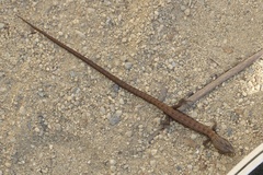 Elgaria multicarinata webbii