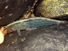 Atyopsis spinipes