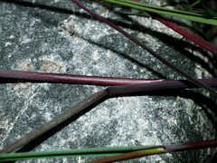 Agrostis stolonifera